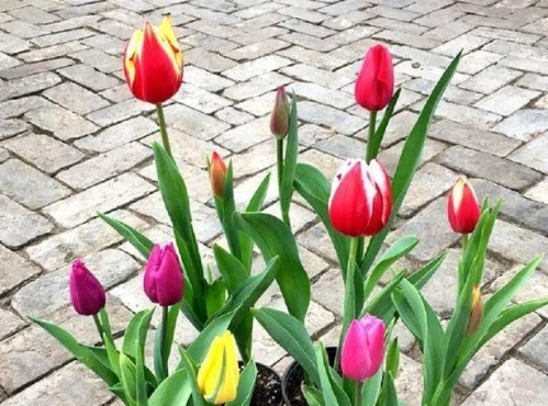 鬱金香種子發芽方法