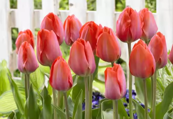 鬱金香球根種植