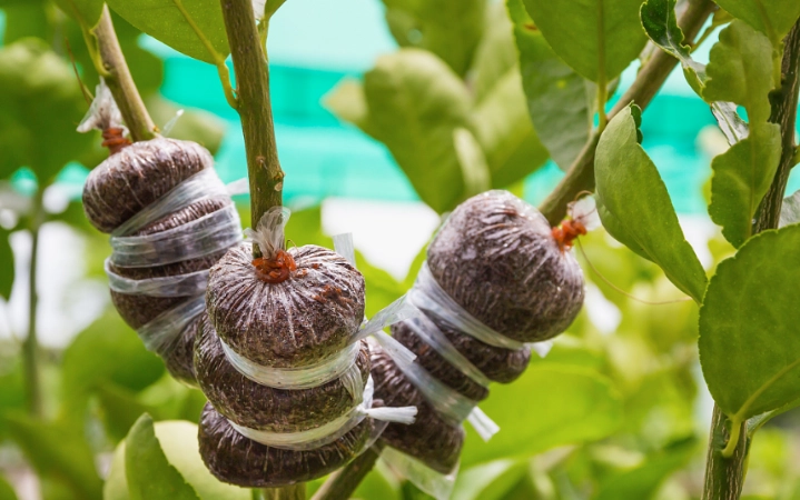 無性生殖優缺點