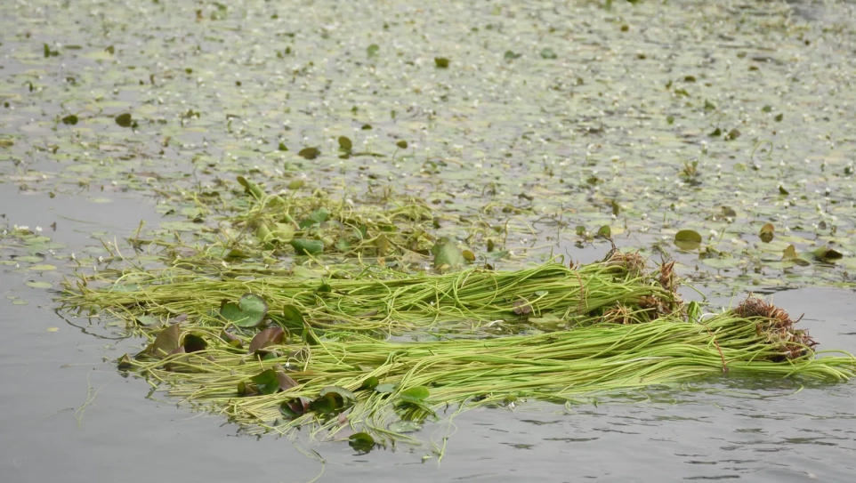 水蓮保存方法 水蓮保存方法