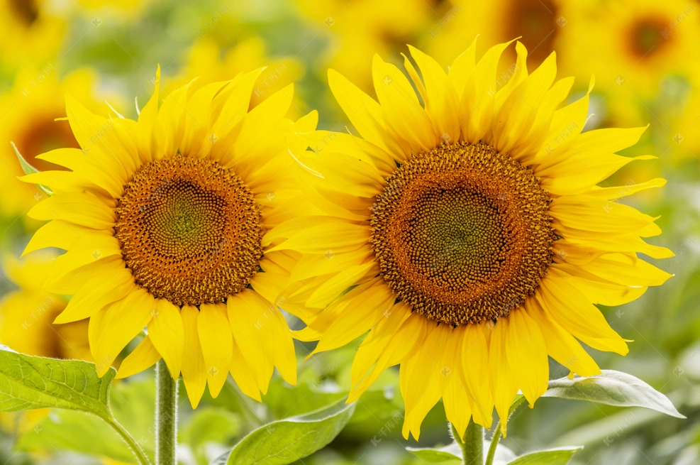 向日葵播種季節