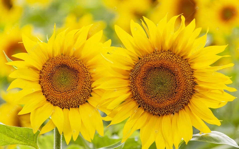 向日葵间距指南