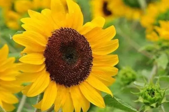 矮向日葵种植方法 矮向日葵种植方法