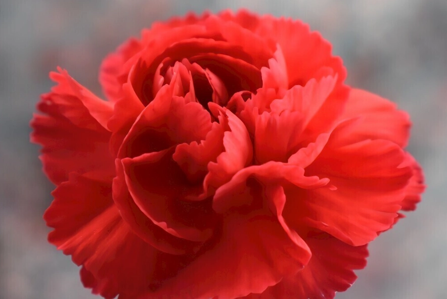 康乃馨保鮮技巧