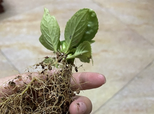 繡球花根部問題