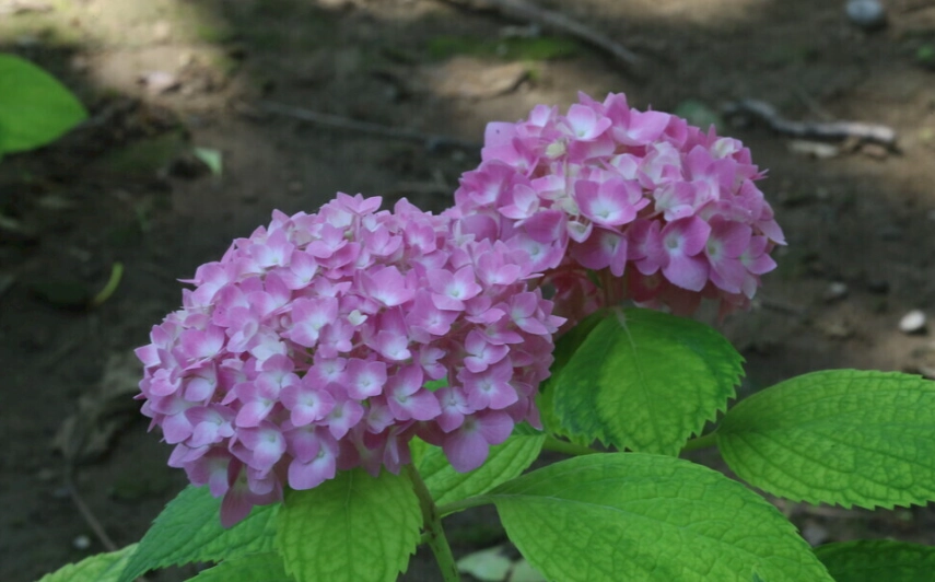 繡球花變黃原因
