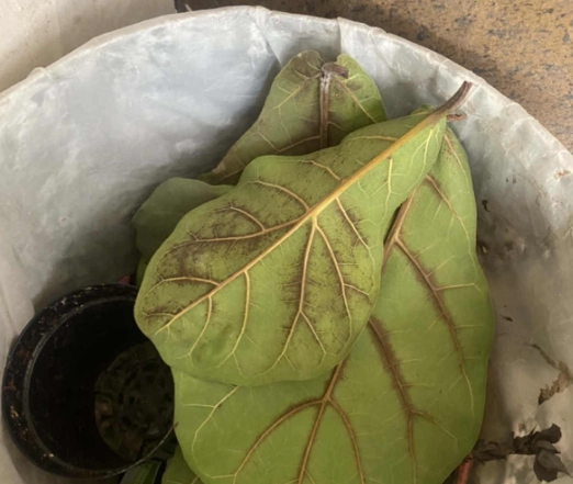 室內植物琴葉榕養護