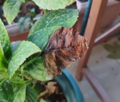 繡球花病害防治