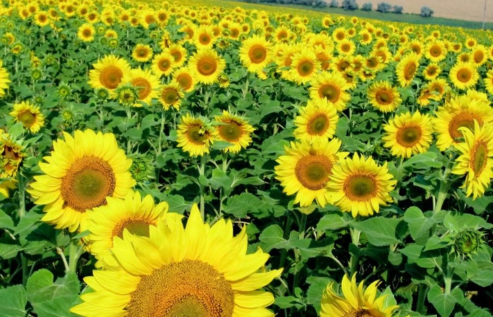 矮向日葵栽培技巧 矮向日葵栽培技巧