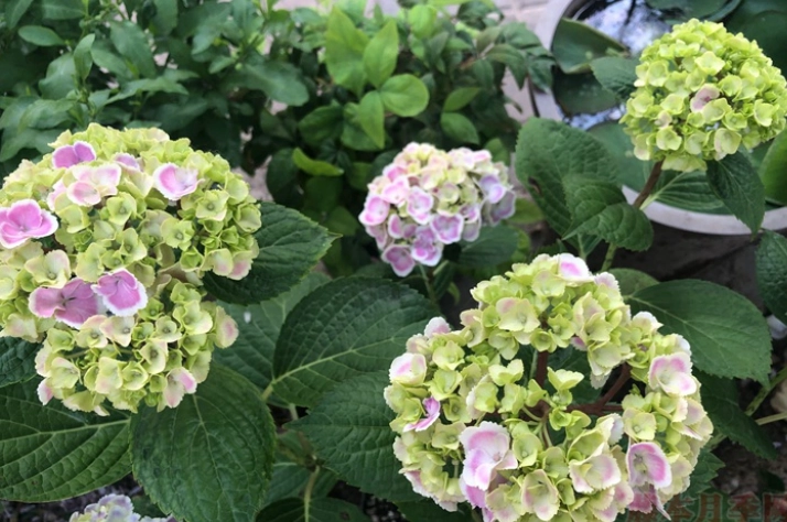 繡球花種植方法