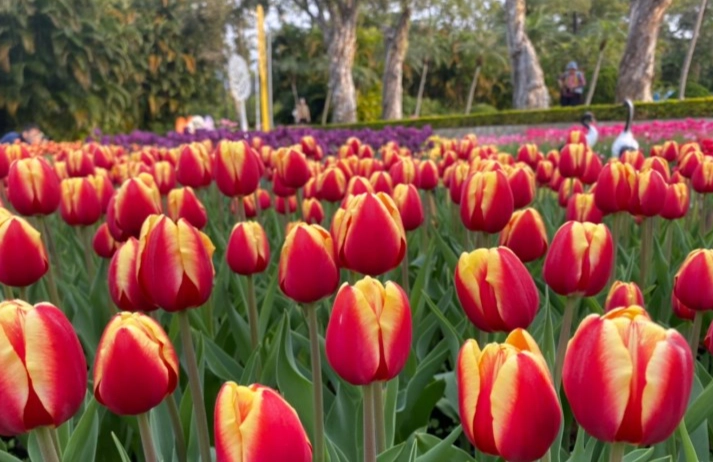 鬱金香種植指南