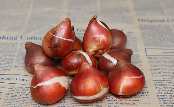 鬱金香種子種植方法