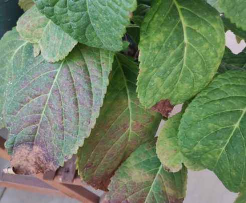 繡球花病害防治