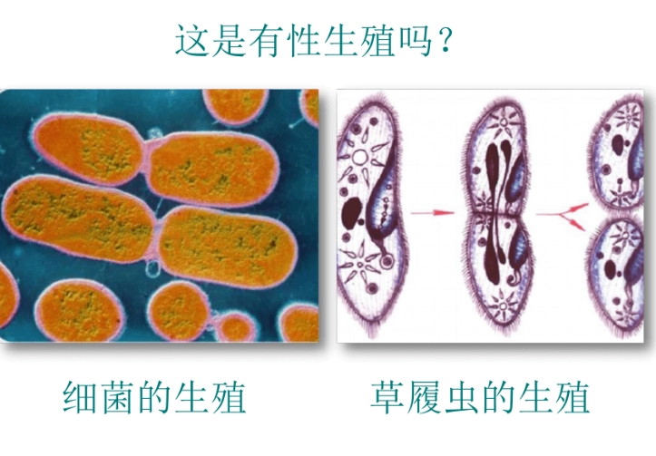 無性生殖優缺點