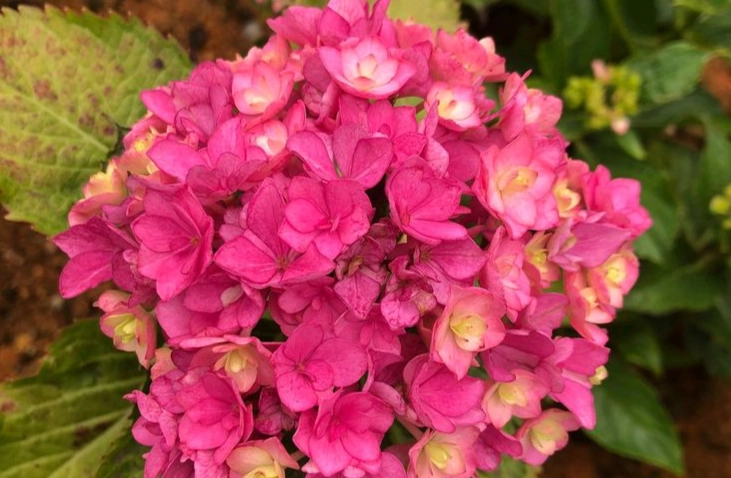 繡球花花苞變色原因