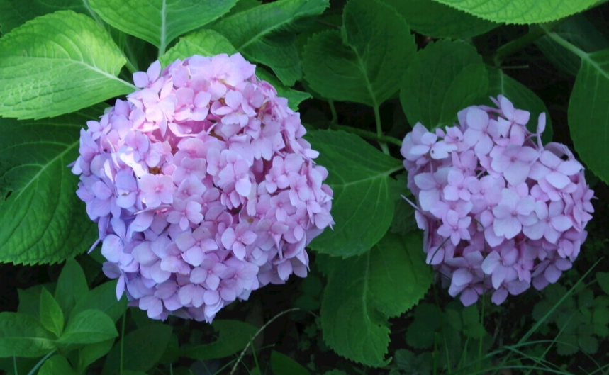 繡球花保鮮技巧