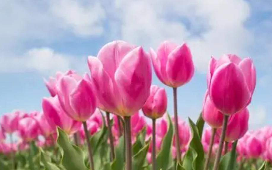 鬱金香水培方法