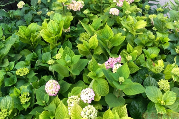 繡球花土壤要求