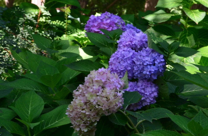 繡球花種植技巧