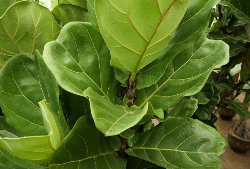 琴葉榕掉葉原因