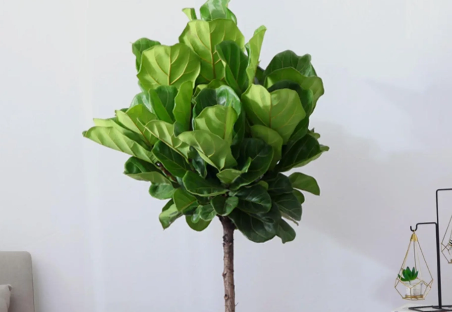 小葉琴葉榕修剪時間