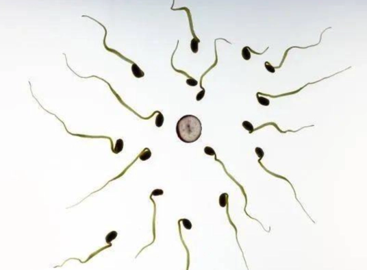 有性生殖優缺點