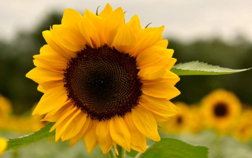 向日葵种植距离