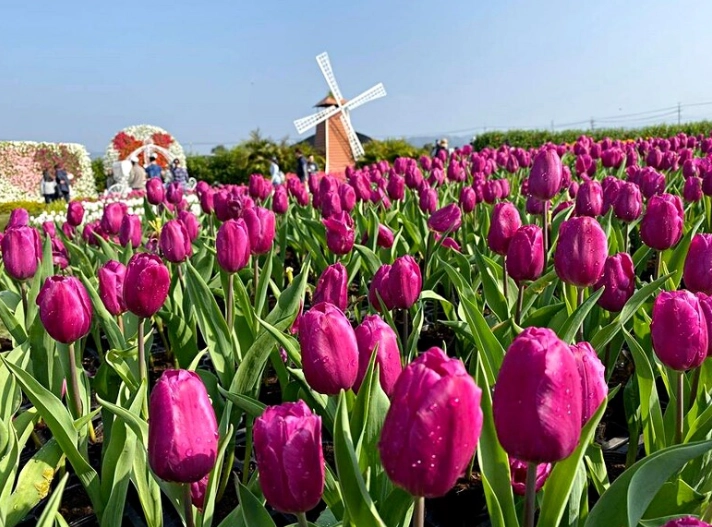 鬱金香球根水培