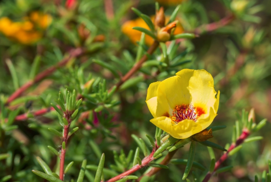太陽花栽培時間