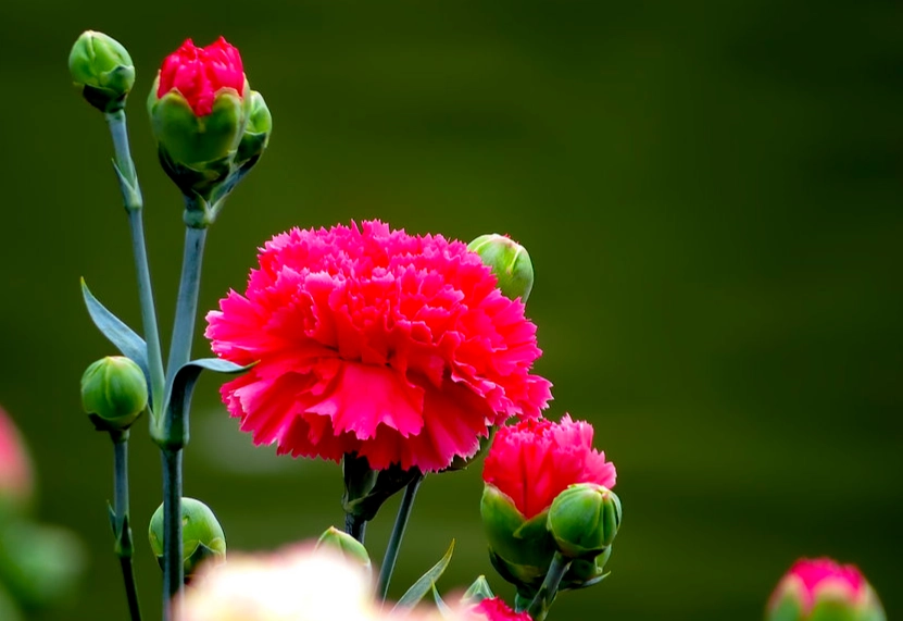 康乃馨溫度控制