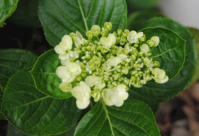 繡球花花苞照顧