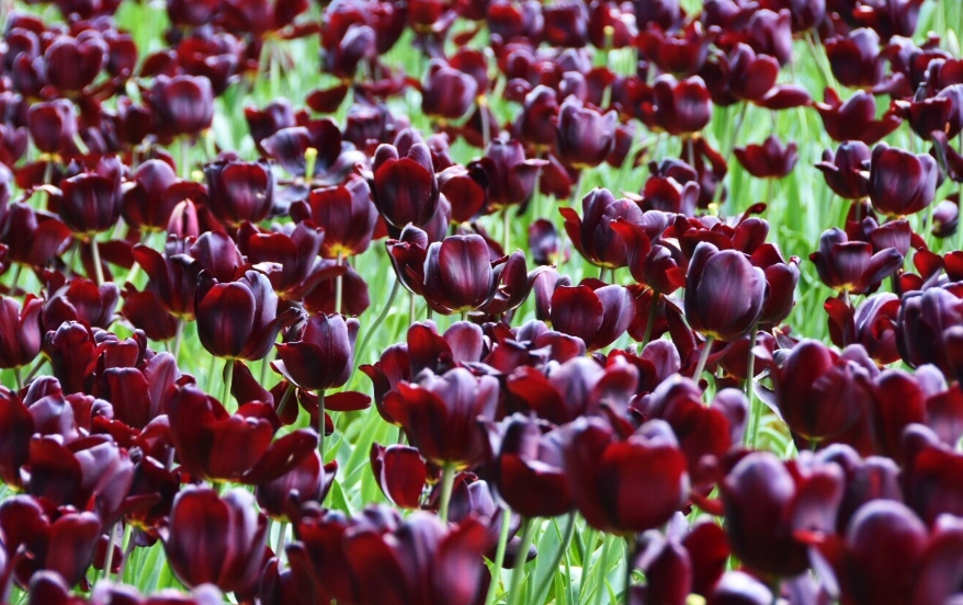 鬱金香種植技巧