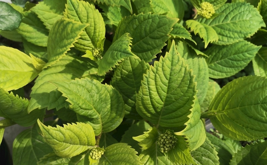 繡球花花苞變色原因