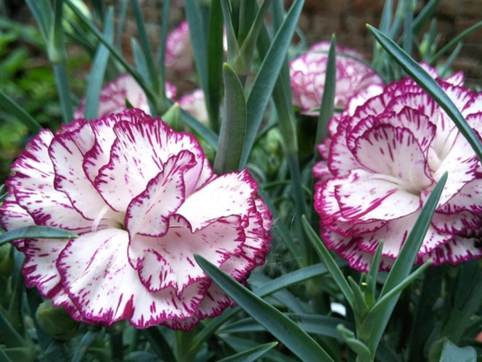 哥伦比亚康乃馨品种