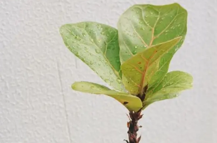 琴葉榕病害防治