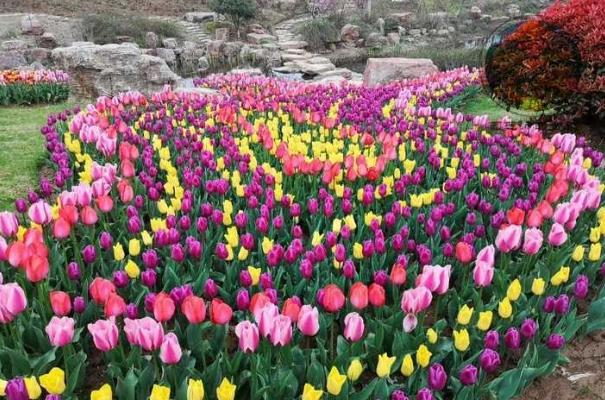 鬱金香種子購買