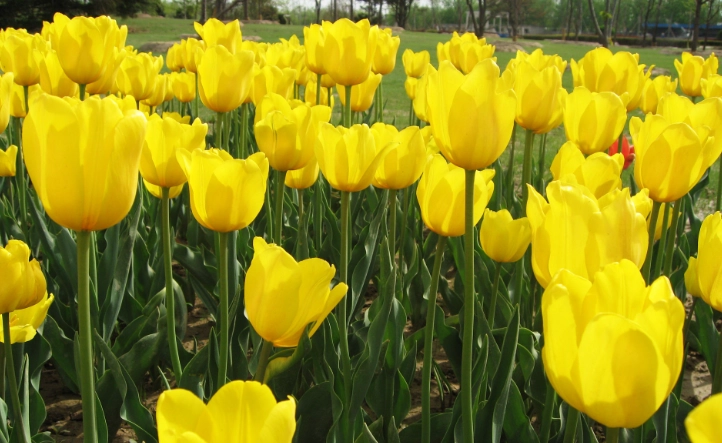 水培鬱金香技巧