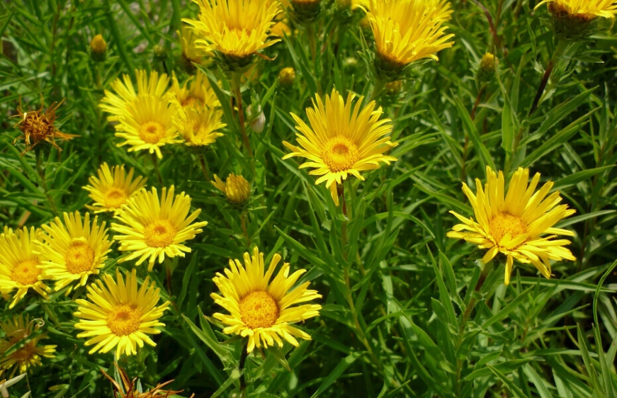 向日葵種植季節