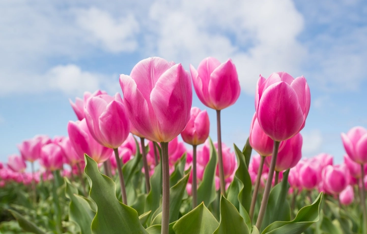 鬱金香養護技巧