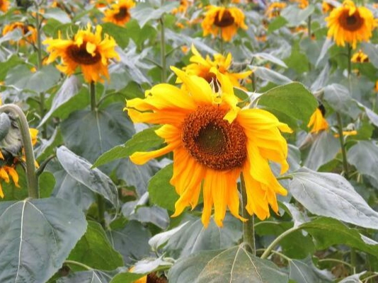 向日葵種子收集