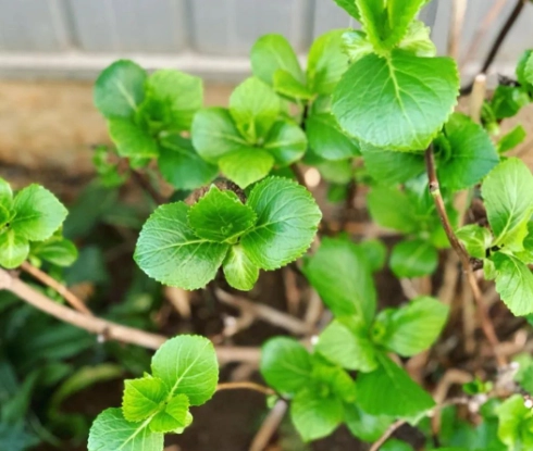 繡球花葉子邊緣焦枯