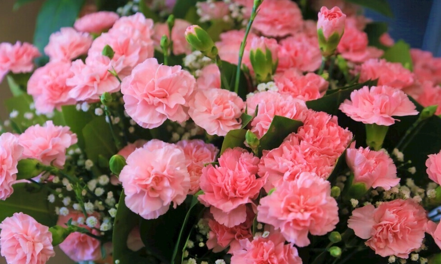 康乃馨生長溫度