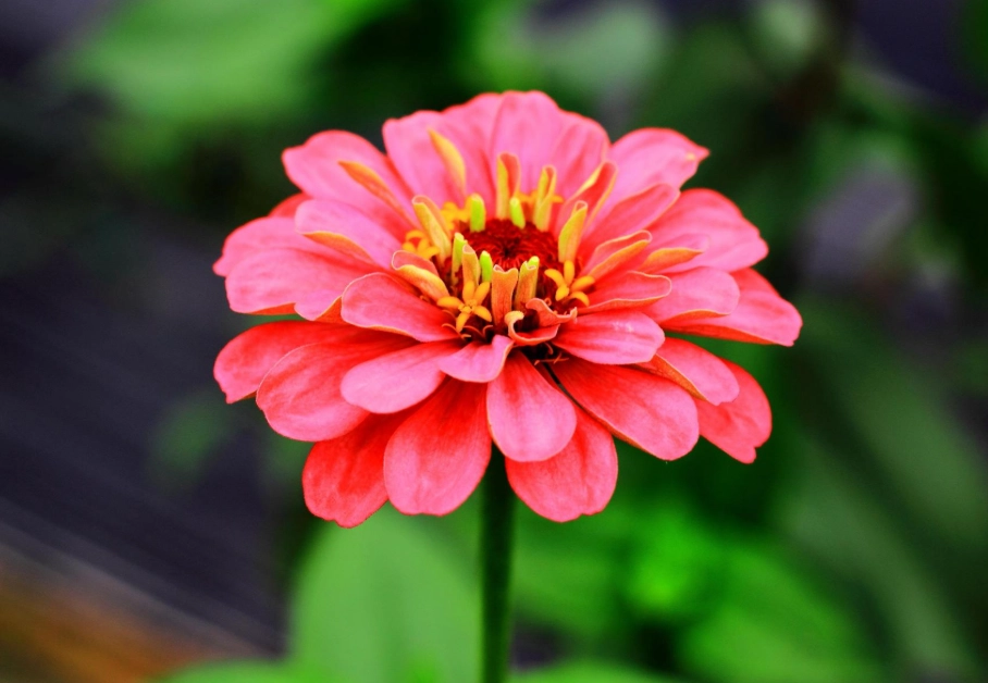 向日葵種植季節