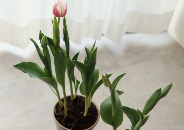 水培鬱金香方法