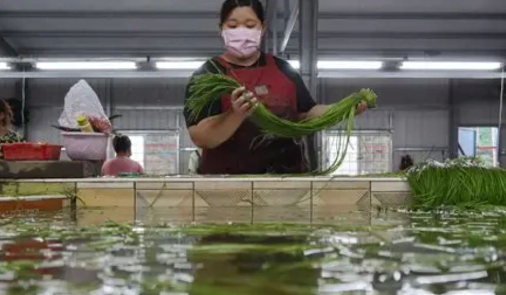 水蓮保存方法 水蓮保存方法