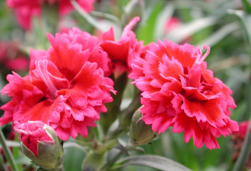 香石竹種植方法