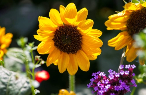 向日葵開花周期 向日葵開花周期