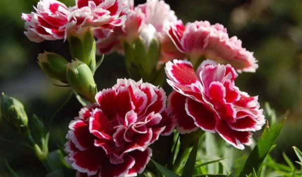 香石竹病蟲害防治