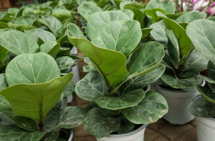 琴葉榕葉子變黑原因