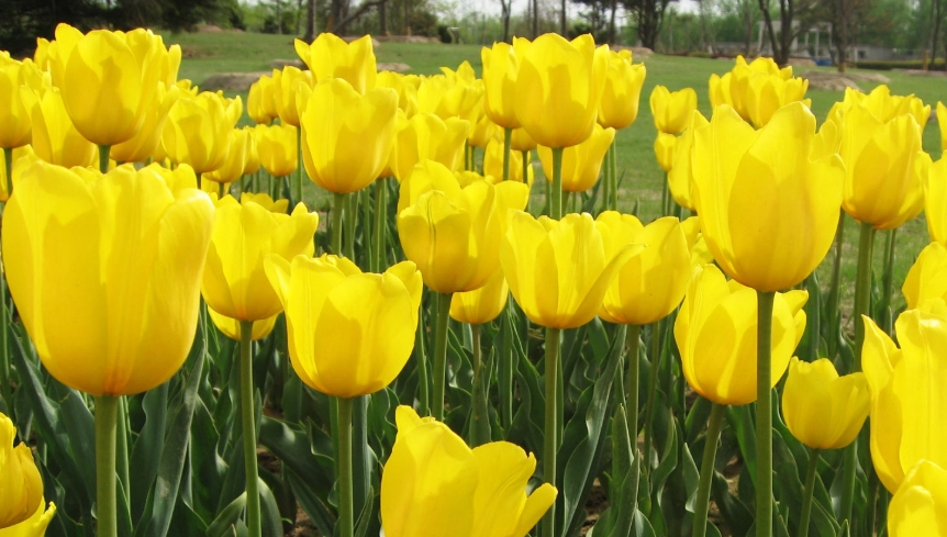 水培鬱金香技巧